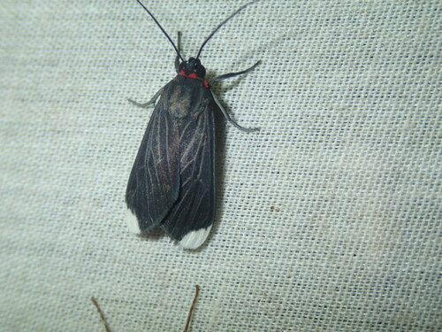 Epidesma lenaeus