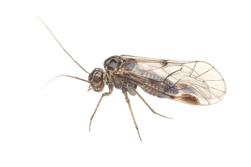 Amphigerontia nuotrauka