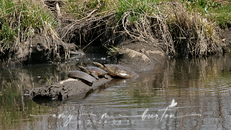 Softshell Eastern Eastern Spiny Softshell from Morton Arboretum, West Side, East Branch ...