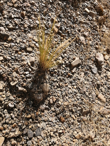 Jarava pseudoichu