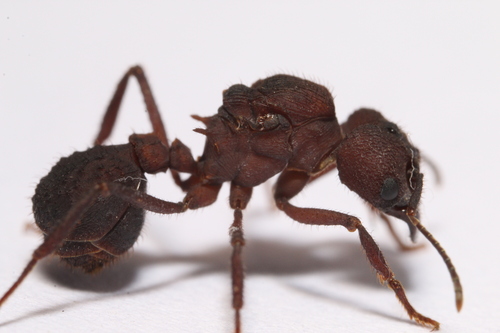 Acromyrmex fracticornisAcromyrmex fracticornis