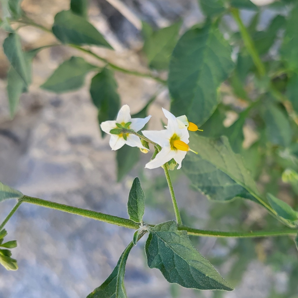 greenspot-nightshade-from-riverside-county-ca-usa-on-april-12-2024