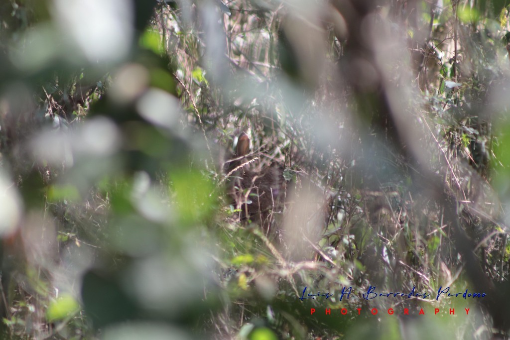 Eastern Cottontail from Reserva Territorial, Col. Santa Bárbara, Ver