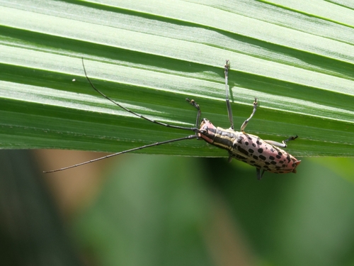 Macrochenus guerinii
