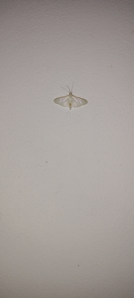 Four-spotted Palpita Moth from FG4F+FQ - Quilombo, Pelotas - RS, Brasil ...