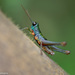 Hylopedetes nigrithorax - Photo (c) Laurent Hesemans, כל הזכויות שמורות, הועלה על ידי Laurent Hesemans
