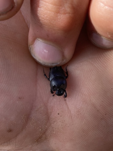 lajniak (Onthophagus)