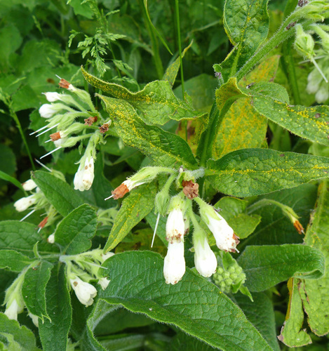 Comfrey Rust