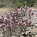 Thymus vulgaris vulgaris - Photo (c) mercantour, כל הזכויות שמורות, הועלה על ידי mercantour