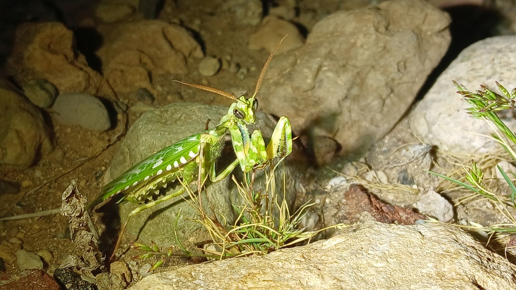 Thistle Mantis in April 2024 by Paulo Alves · iNaturalist