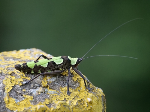 Flower Katydid