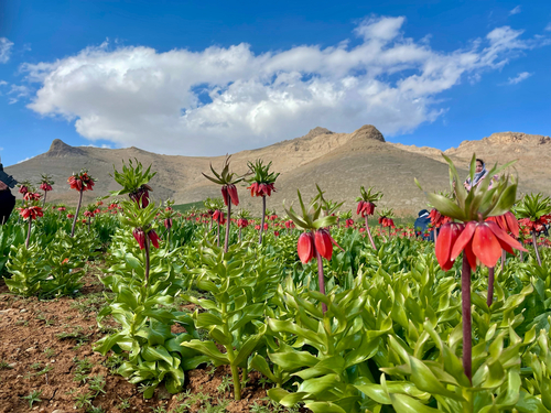 Crown imperial