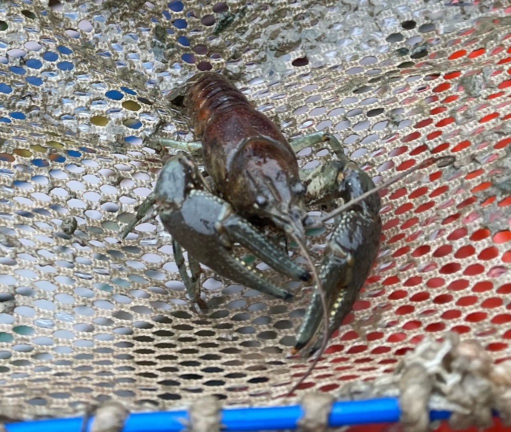 Rusty Crayfish from Chedoke Expy, Hamilton, ON, CA on April 11, 2024 at ...