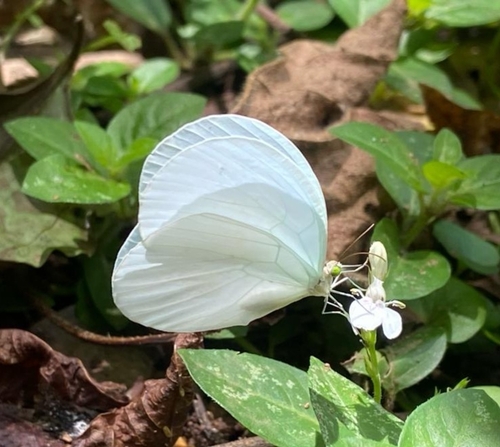 Mabira Ghost