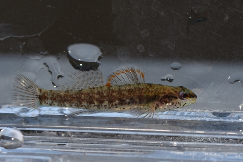 Okaloosa darter