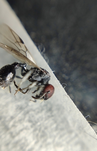 Pogonomyrmex mapuchePogonomyrmex mapuche