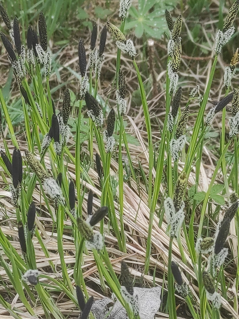 smooth black sedge from Минская область 223037, Беларусь on April 13 ...