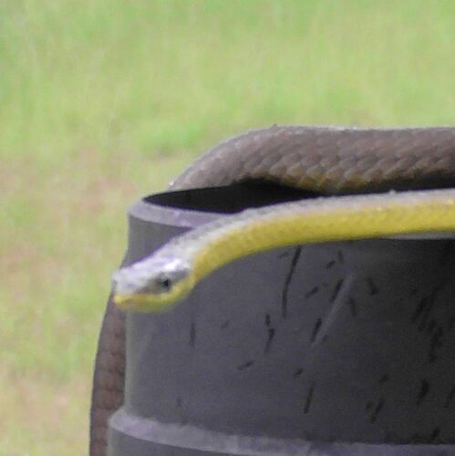 Common Tree Snake sighting