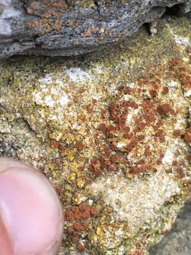 Caloplaca stantonii