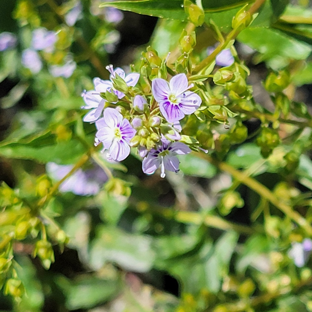 blue-water-speedwell-from-riverside-county-ca-usa-on-april-12-2024