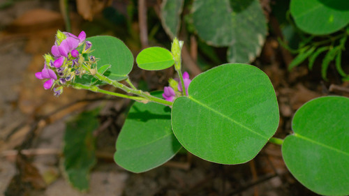 Desmodium styracifolium