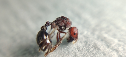 无棘须蚁Pogonomyrmex inermis
