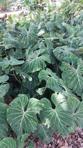 Philodendron gloriosum