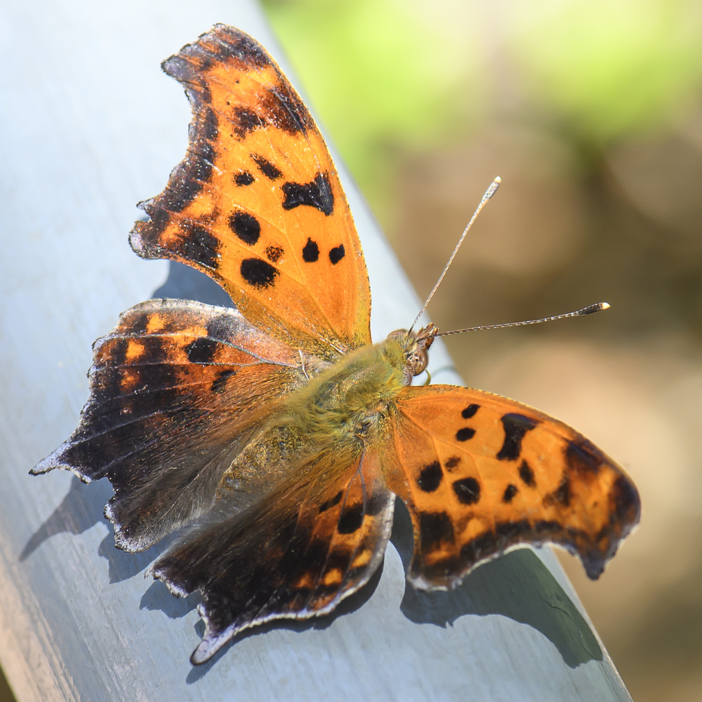 Question Mark from Lady Bird Johnson Wildflower Center 4801 La Crosse Ave, Austin, TX 78739, USA