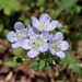 Phacelia dubia - Photo (c) Bruce Roberts, όλα τα δικαιώματα διατηρούνται, uploaded by Bruce Roberts