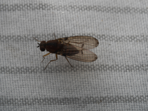 Drosophila anomalipes