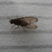 Drosophila anomalipes - Photo (c) bow_tyler, todos los derechos reservados