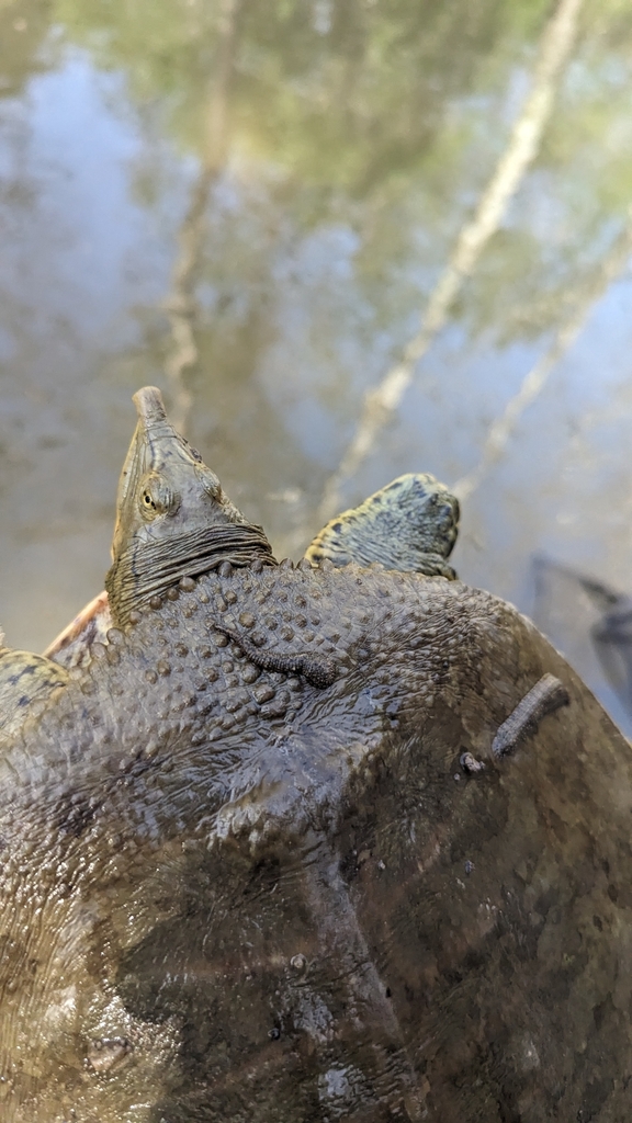 Softshell Eastern Eastern Spiny Softshell from Sugar Creek, MO, USA on April 13, 2024 at ...