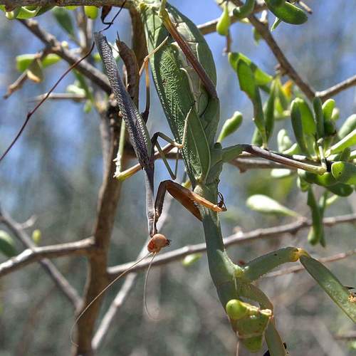 Sonoran Tiger Mantis