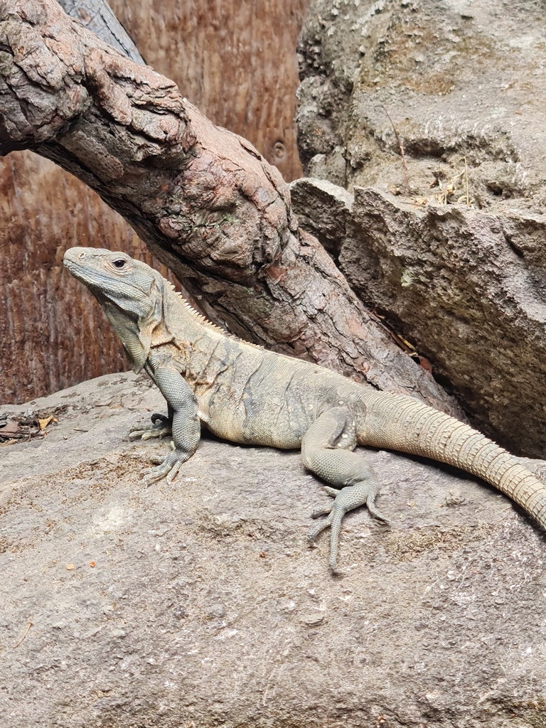 Black Spiny-tailed Iguana from San Pedro Sula, Cortés, HN on March 28 ...