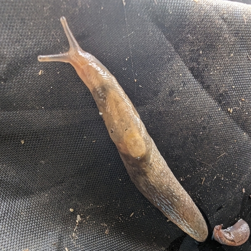 Chestnut Slug
