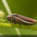 Spittlebugs, Cicadas, Leafhoppers and Treehoppers - Photo (c) Brian Gooding, all rights reserved, uploaded by Brian Gooding