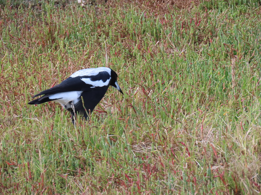 Australian Magpie from Raymond Island VIC 3880, Australia on April 12 ...