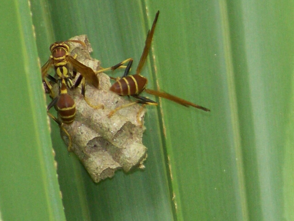 Mexican Paper Wasp from Hilton Head Island, SC, USA on October 2, 2023 ...