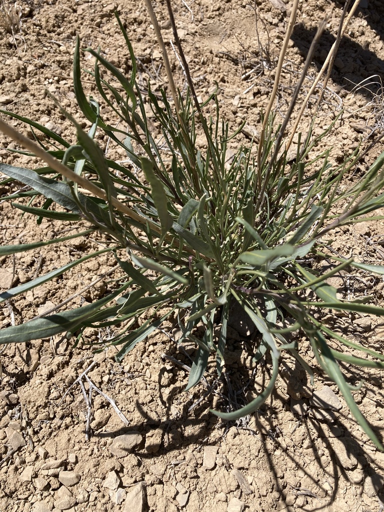 Thelypodieae from Algodones, NM, US on April 11, 2024 at 12:42 PM by ...