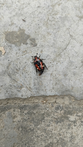 Indian Flower Chafer