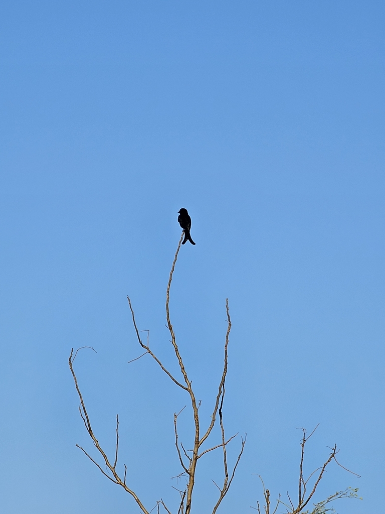 Drongos from C3GR+HC8, Usar, Maharashtra 402109, India on February 11 ...