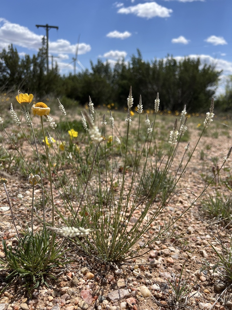 white milkwort from N Ennis Creek Rd, Snyder, TX, US on April 10, 2024 ...