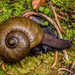 Powelliphanta - Photo (c) Danilo Hegg, all rights reserved, uploaded by Danilo Hegg