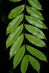 Simaba polyphylla image
