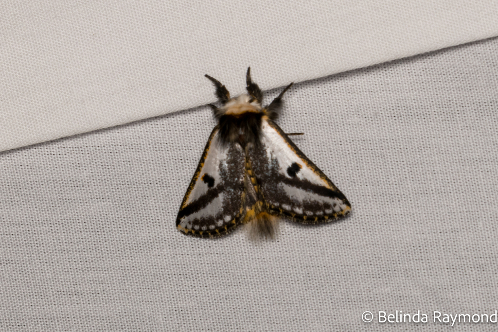 Black Spot Moth from Melbourne VIC, Australia on April 13, 2024 at 08: ...