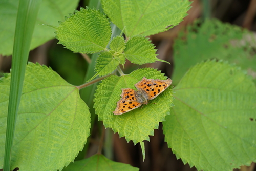 Asian Comma