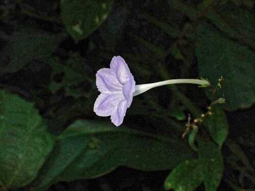 Asystasia vogeliana