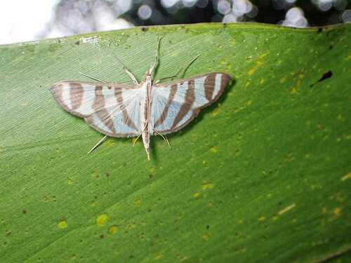 Zebra Pyrale