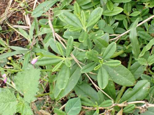 Philippine spinach