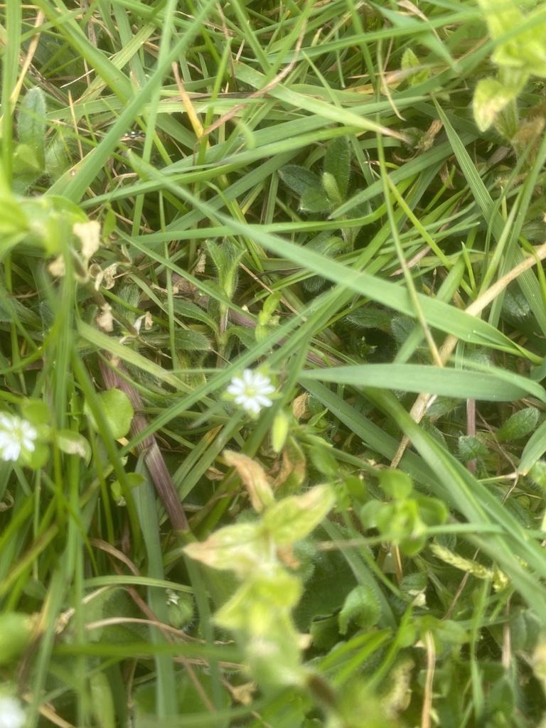 Common mouse-ear chickweed from Clifton Green Primary School, York ...